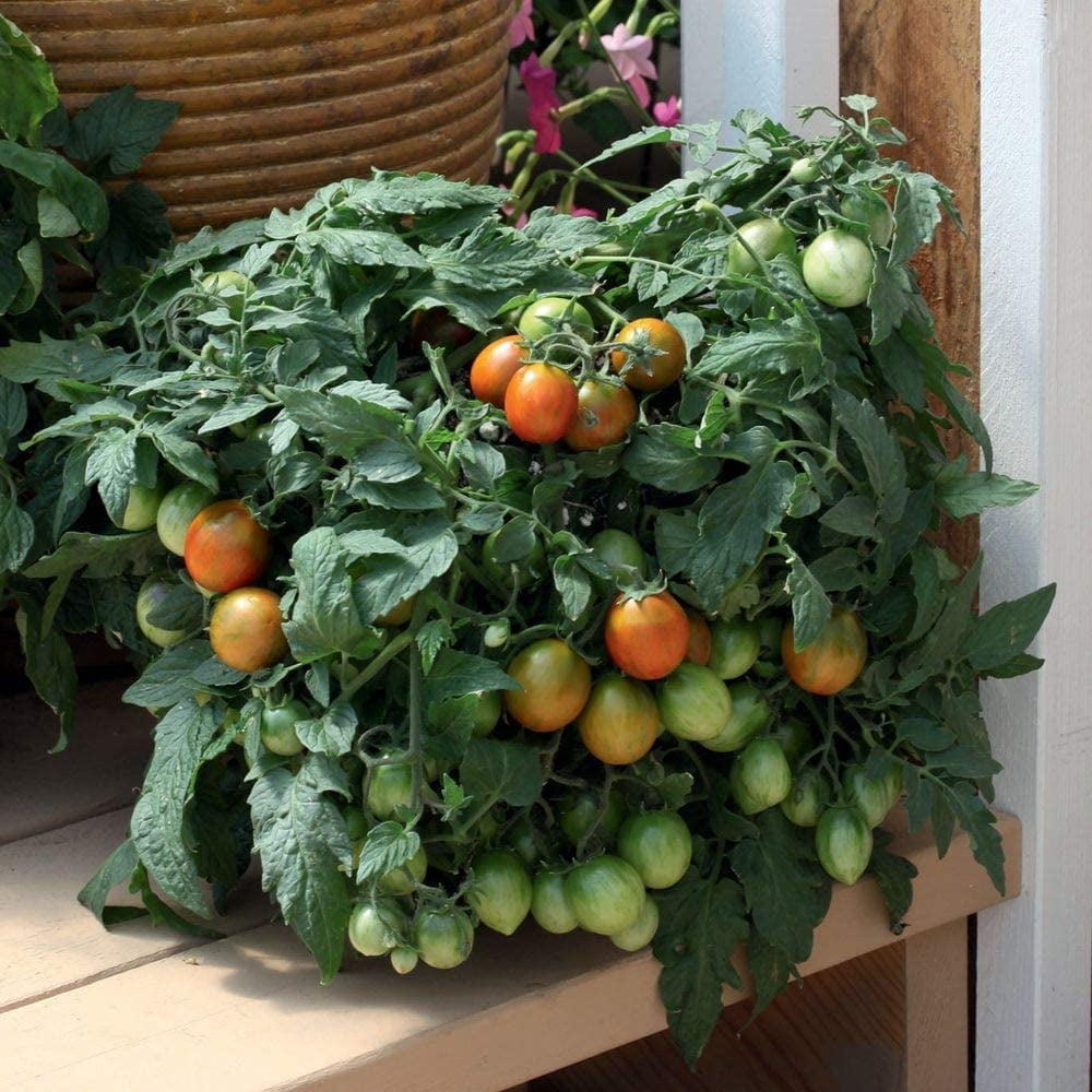 Tumbling Tiger MicroDwarf Hanging Basket Tomato Premium Seeds Packet