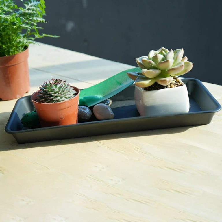 care of money plant Buy Money Plant Green in Self Watering Pot- Unlimited Greens   unlimitedgreens