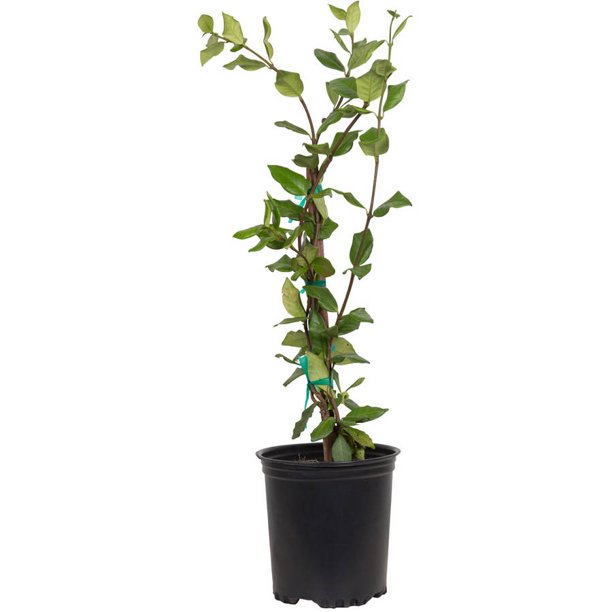 Flowerwood Outdoor Live Large Leaf Star Jasmine Flowering Bush 2.5 Qt