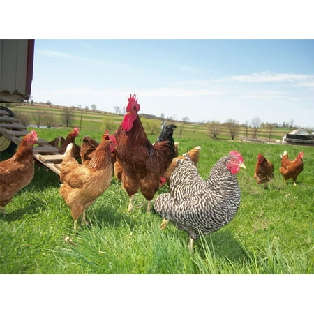 Laminated Poster Chicken Flock Rooster Hen Bird Eggs Barn Farm Poster Print 24 x 36