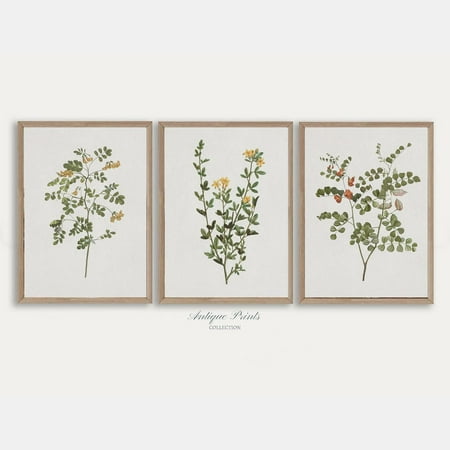 UNFFRAMED Set Neutral Branch Drawing, Vintage Botanical Gallery Wall Set, Antique Flowers 3 Pieces Wall Art, Neutral Floral Wall Set Set 3 Prints 8x12