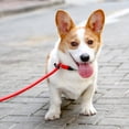 thumbnail image 4 of Typpkmm Dog Collar with P Chain for Dog Walking Adjustable, 4 of 7