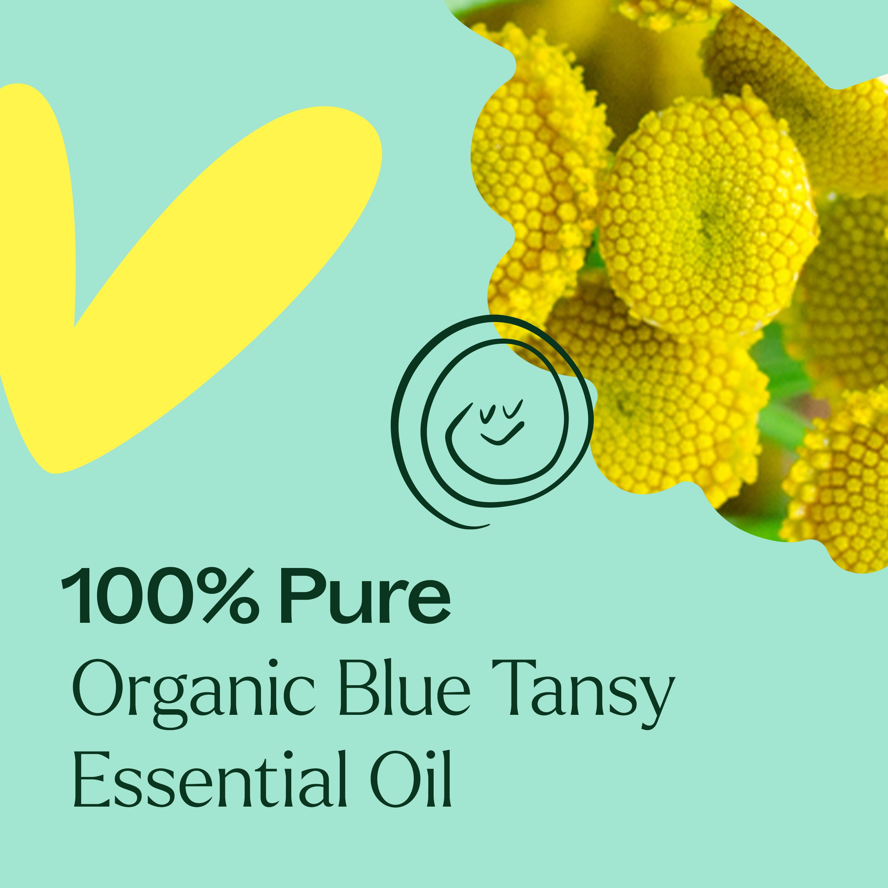 Plant Therapy Organic Blue Tansy Essential Oil 100% Pure, Undiluted, Natural Aromatherapy 2.5 mL (1/12 oz)