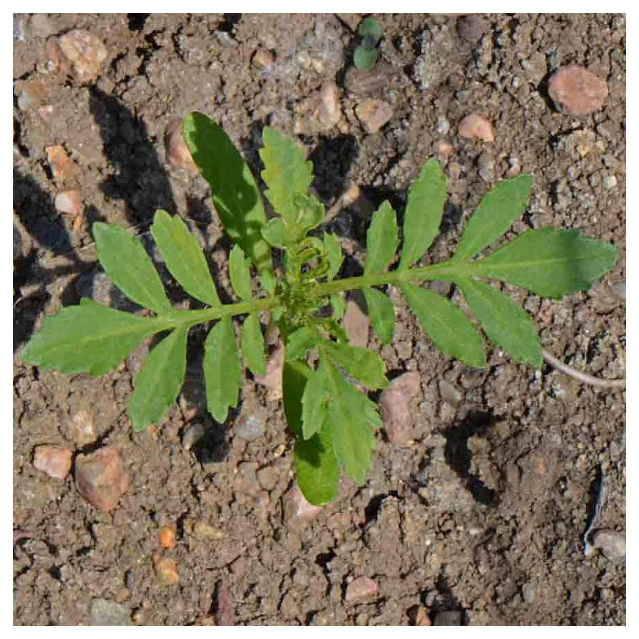 Everwilde Farms - 1 lb Crackerjack African Marigold Garden Flower Seeds - Gold Vault Bulk Seed Packet