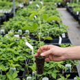 thumbnail image 3 of 2 Chester Blackberry Plants Live, Fruit Berry Bush, 4-7 Inch Tall, 3 of 5