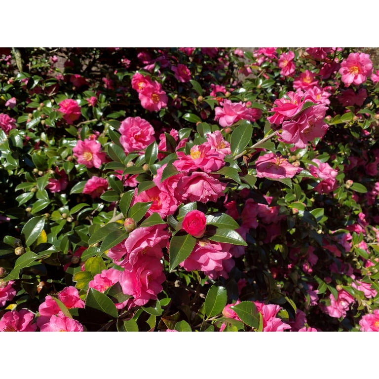 唾奇 Tシャツ XL Camellia hito 唾奇 Tシャツ XL Camellia hito - メルカリ