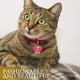 thumbnail image 4 of 2 collares con cascabel de acero inoxidable para mascotas, accesorios para perros y gatos., 4 of 7