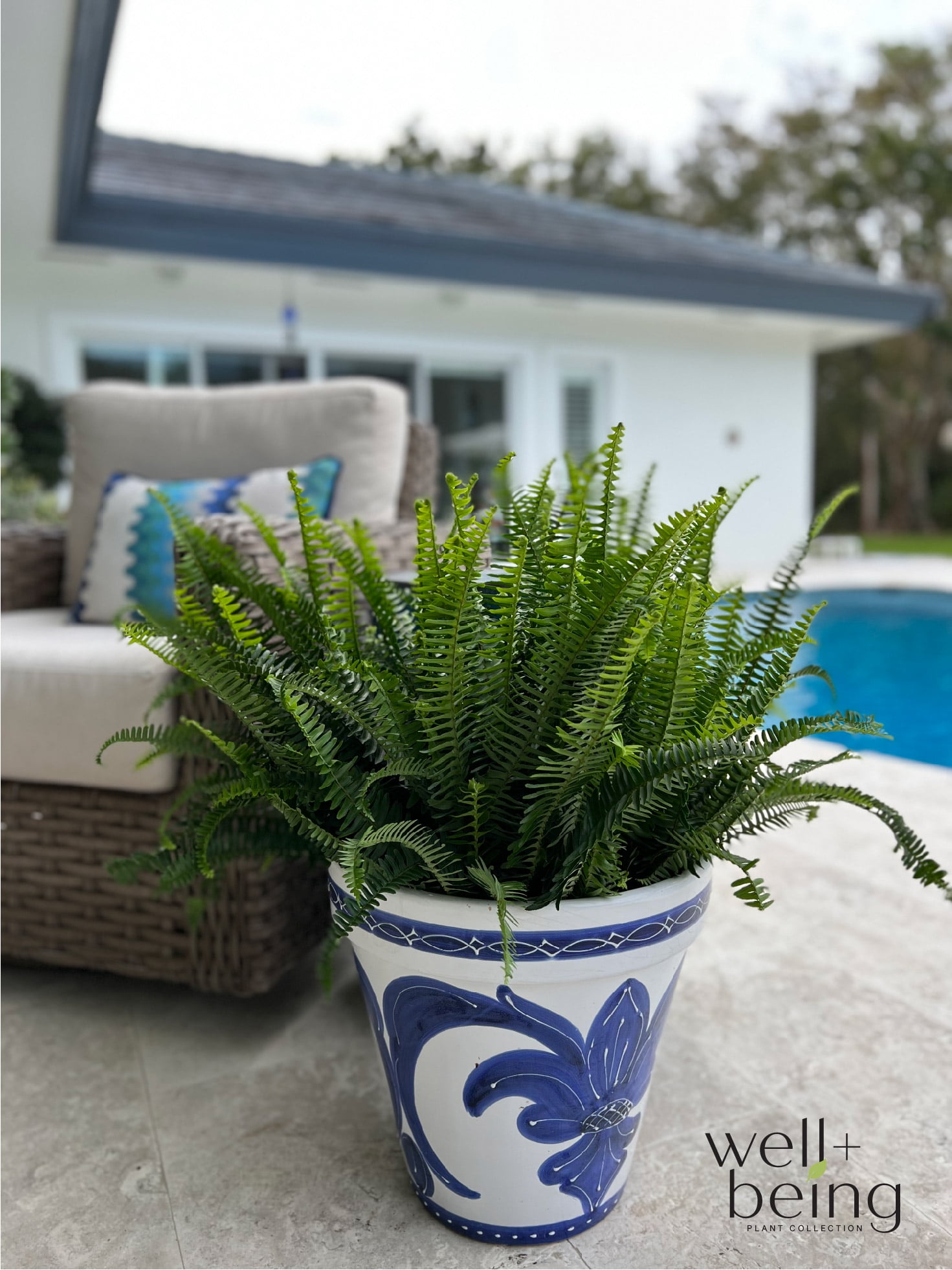 Nature's Way Farms Fern Kimberly Queen Live Plant (18-24 in. Tall) in Grower Pot