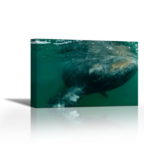 Southern Right Whale close up, underwater near surface, Argentina - Contemporary Fine Art Giclee on Canvas Gallery Wrap - wall décor - Art painting - 36 x 24 Inch - Ready to Hang