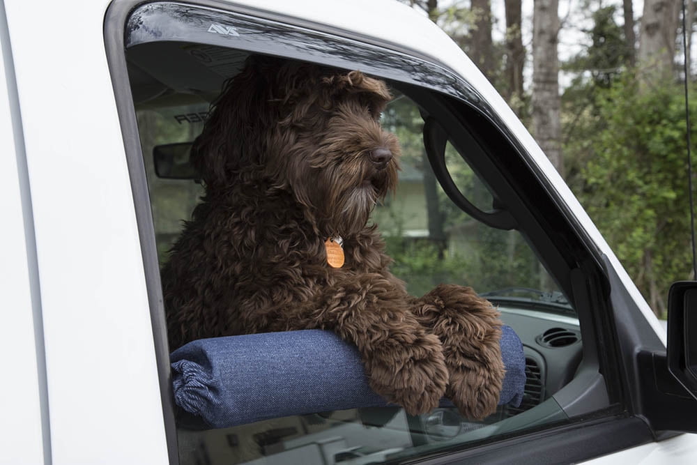 pet car window guard