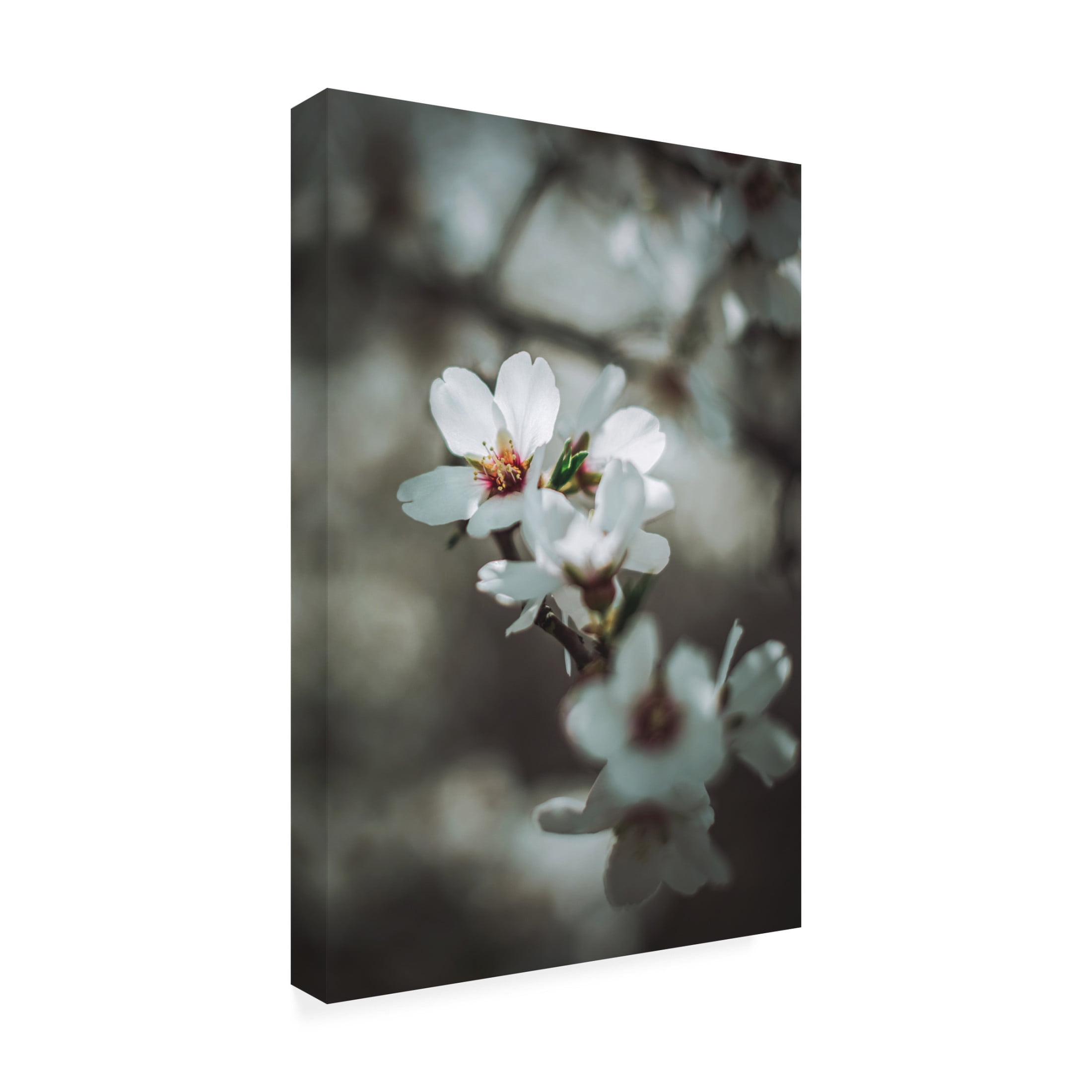 Trademark Fine Art Tim Mossholder Almond Blossoms Canvas Wall Art