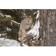 thumbnail image 2 of Jones, Adam 32x23 Black Ornate Wood Framed with Double Matting Museum Art Print Titled - Canada lynx in winter-Lynx canadensis-controlled situation, 2 of 4