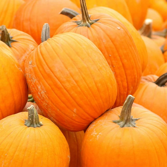 Pumpkin Garden Seeds - Autumn Gold Hybrid Pumpkins - 1 oz - AAS Winner - Non-GMO Golden Orange Pumpkin Variety - Vegetable Gardening Seed