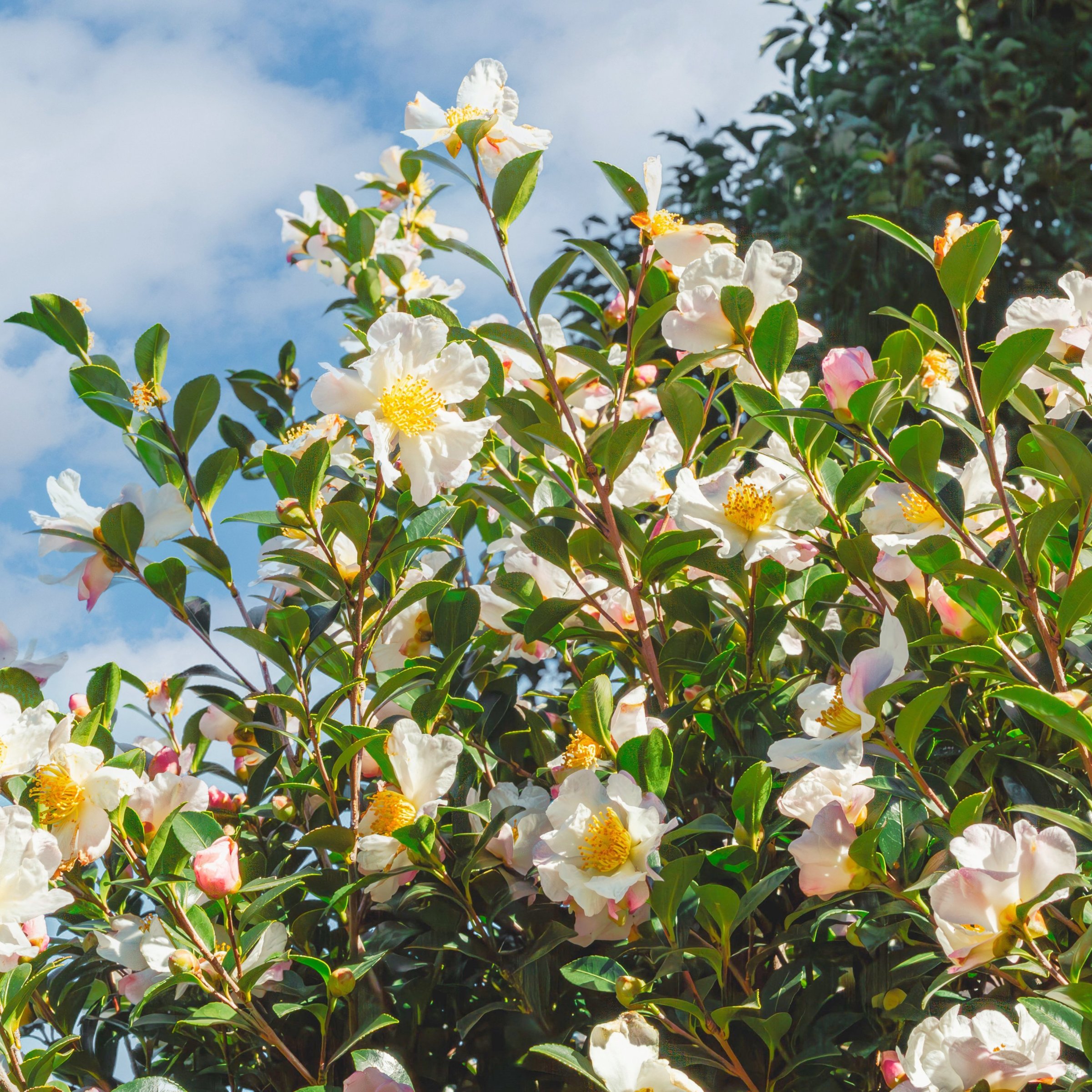 National Plant Network 3 gal. Camellia Sasanqua Northern Lights Shrub