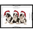 thumbnail image 3 of Three Boston Terrier Puppies in Studio Wearing, Framed Art Print Wall Art Sold by Art.Com, 3 of 6