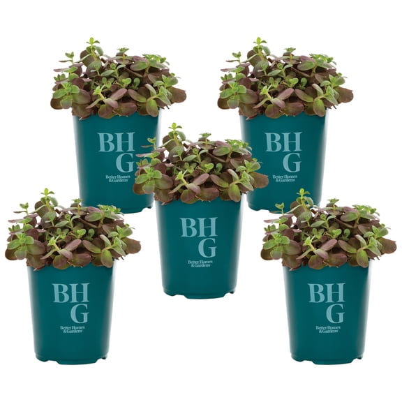 Better Homes & Gardens 1QT Green Sedum Sunsparkler Live Perennial Plant Sun 5-Pack