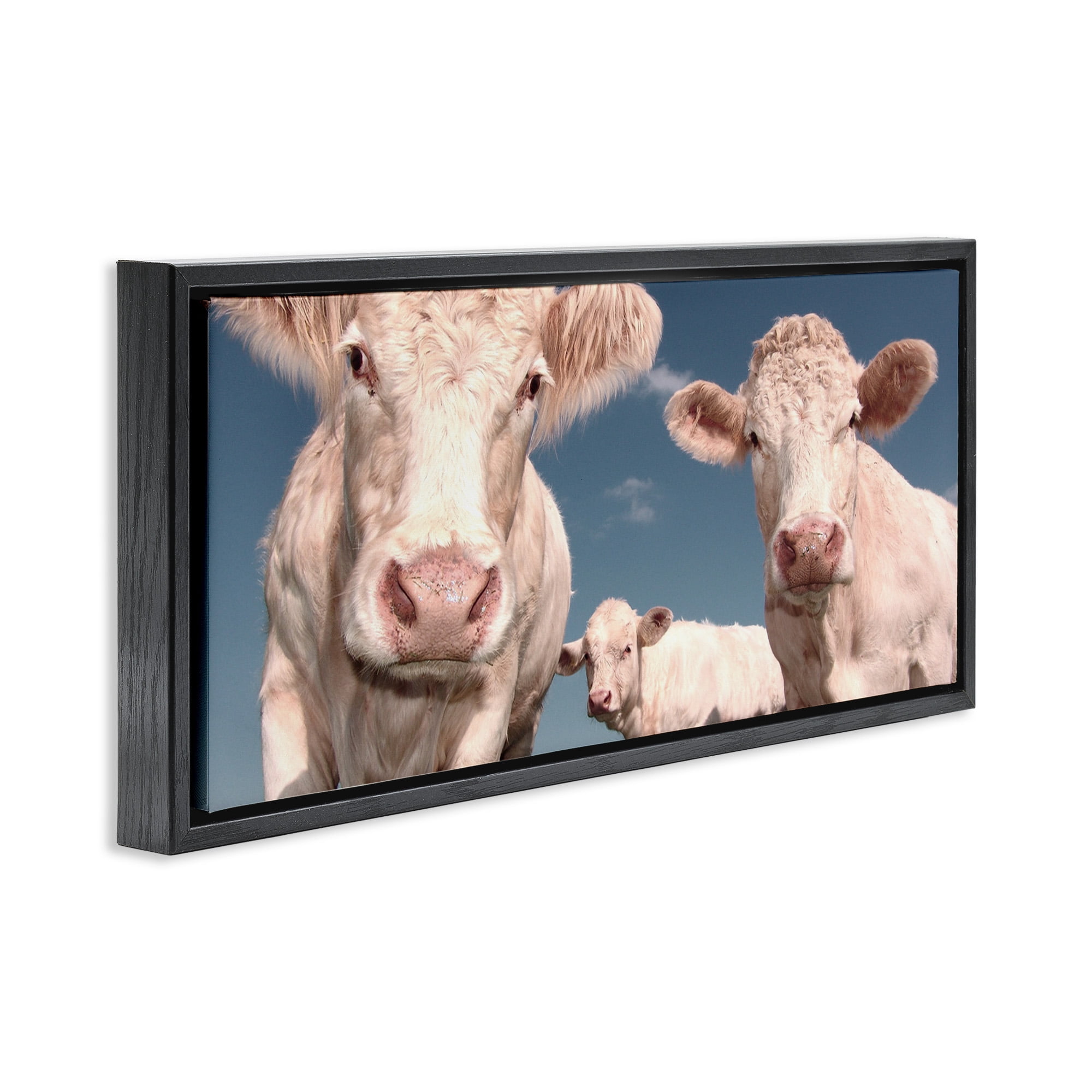 Stupell Industries Three White Cows Animals & Insects Photography Black Floater Framed Canvas Art Print Wall Art, 31 x 14