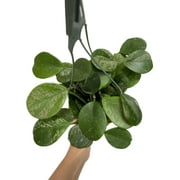 Hoya Obovata Spalsh Available in 2" Pot, 4"Pot, and 6" Hanging Pot Hoya Live Plants Live Houseplants (2 Small Plants, 4" Pot)