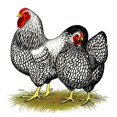 thumbnail image 2 of CafePress - Wyandotte Silver Pair Throw Blanket - Soft Fleece Throw Blanket, 50"x60" for All Ages, 2 of 4