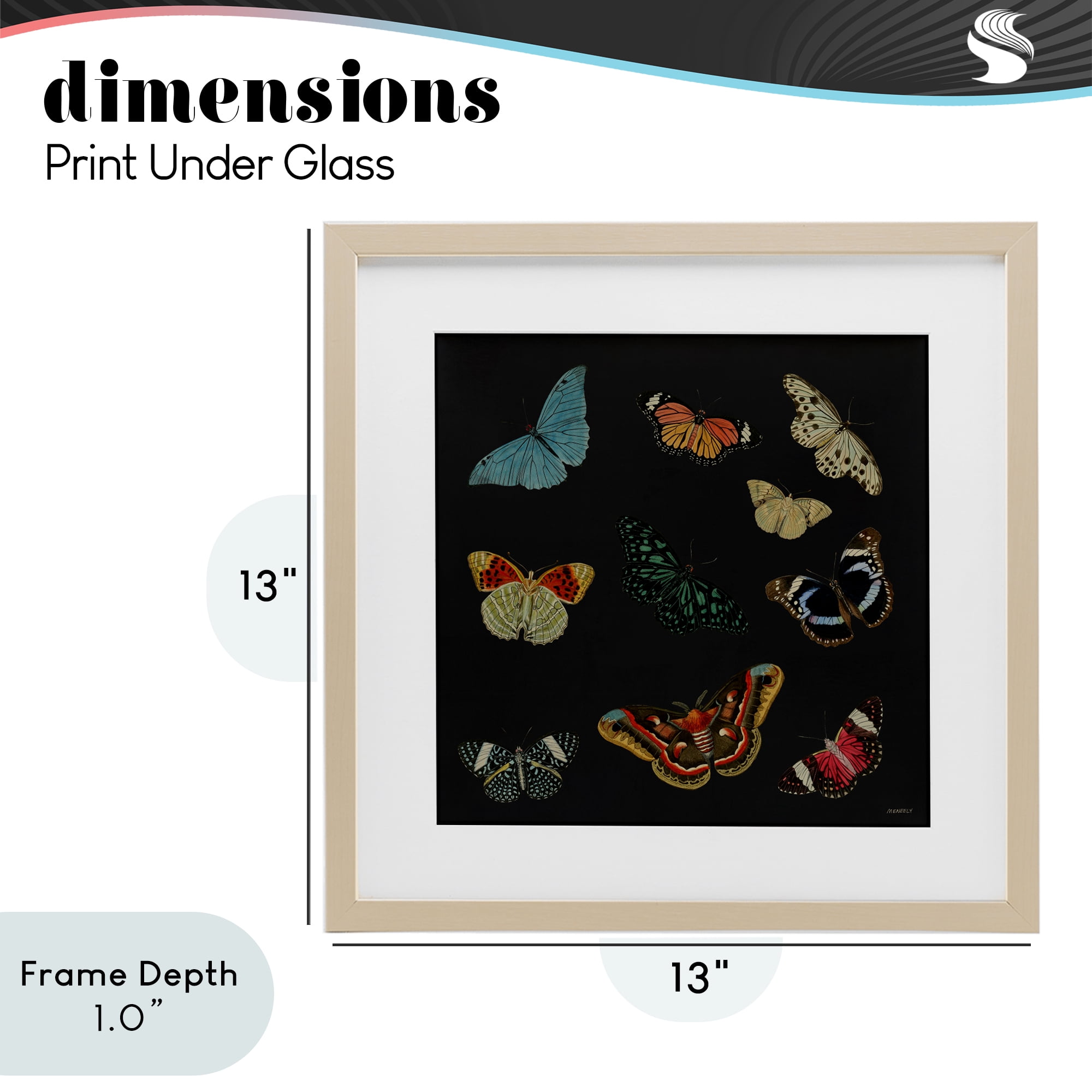 Stupell Industries Insects Group on Black Birch Framed Print Under Glass, design by Dan Meneely