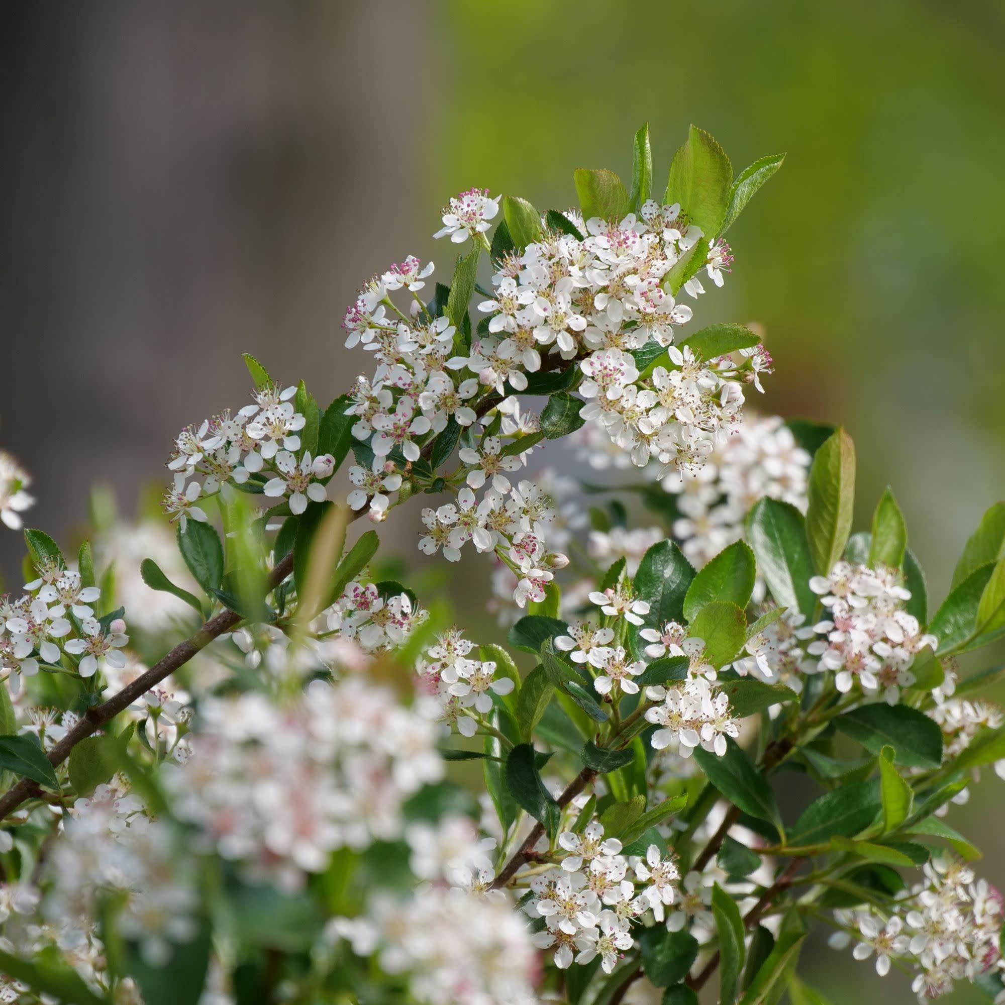 Proven Winners ColorChoice 5" White Ground Hug Aronia Live Plant in 4.5" Pot (4 Count)