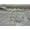 Ivory, variant on Valentina Textile Sequin lace Fabric with embroderies on mesh VT-012 (1 Yard, Rose Gold)
