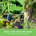 thumbnail image 3 of Bush Bean Seeds Variety Pack - 4 Heirloom Full Sun Annual Vegetables, 3 of 6