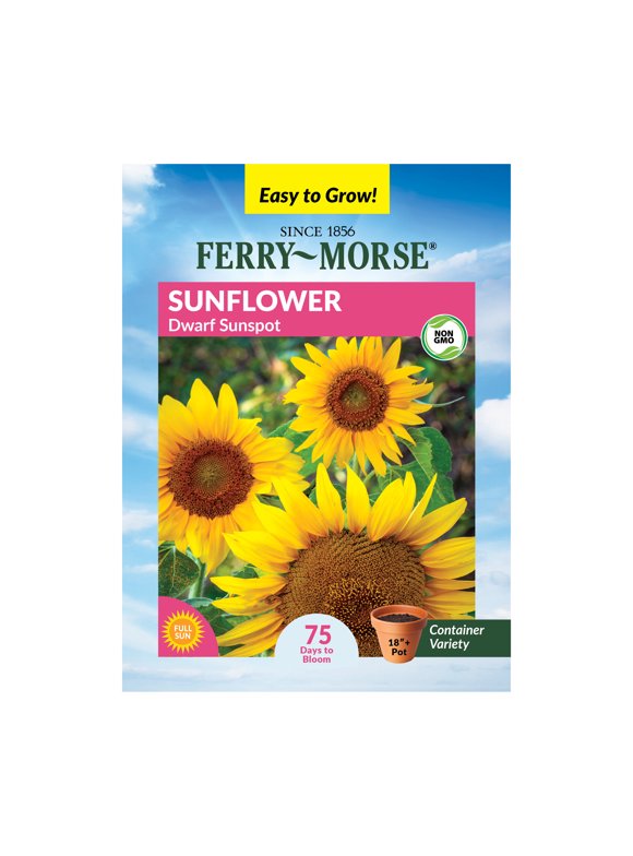 Sunflower Flower Seeds in Seed Gardening