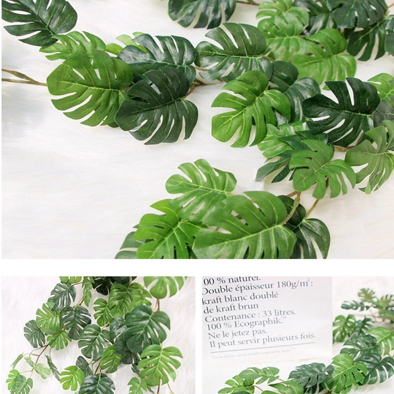 monstera zebrina Alocasia Zebrina – Lost in the Forrest main image 1