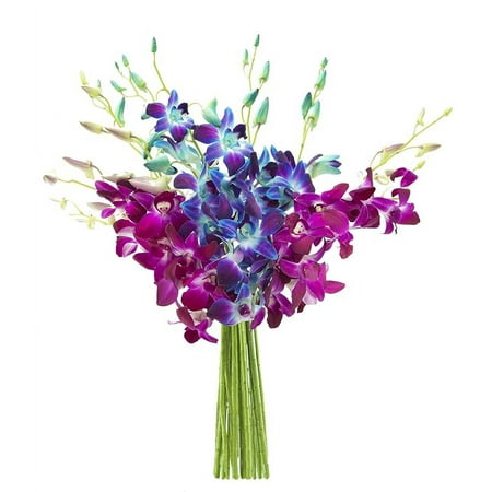 KaBloom : 5 Blue & 5 Purple Dendrobium Orchids Vase Next-Day Delivery Gift for Every Occasion. KaBloom : 5 Blue & 5 Purple Dendrobium Orchids Vase Next-Day Delivery Gift for Every Occasion.