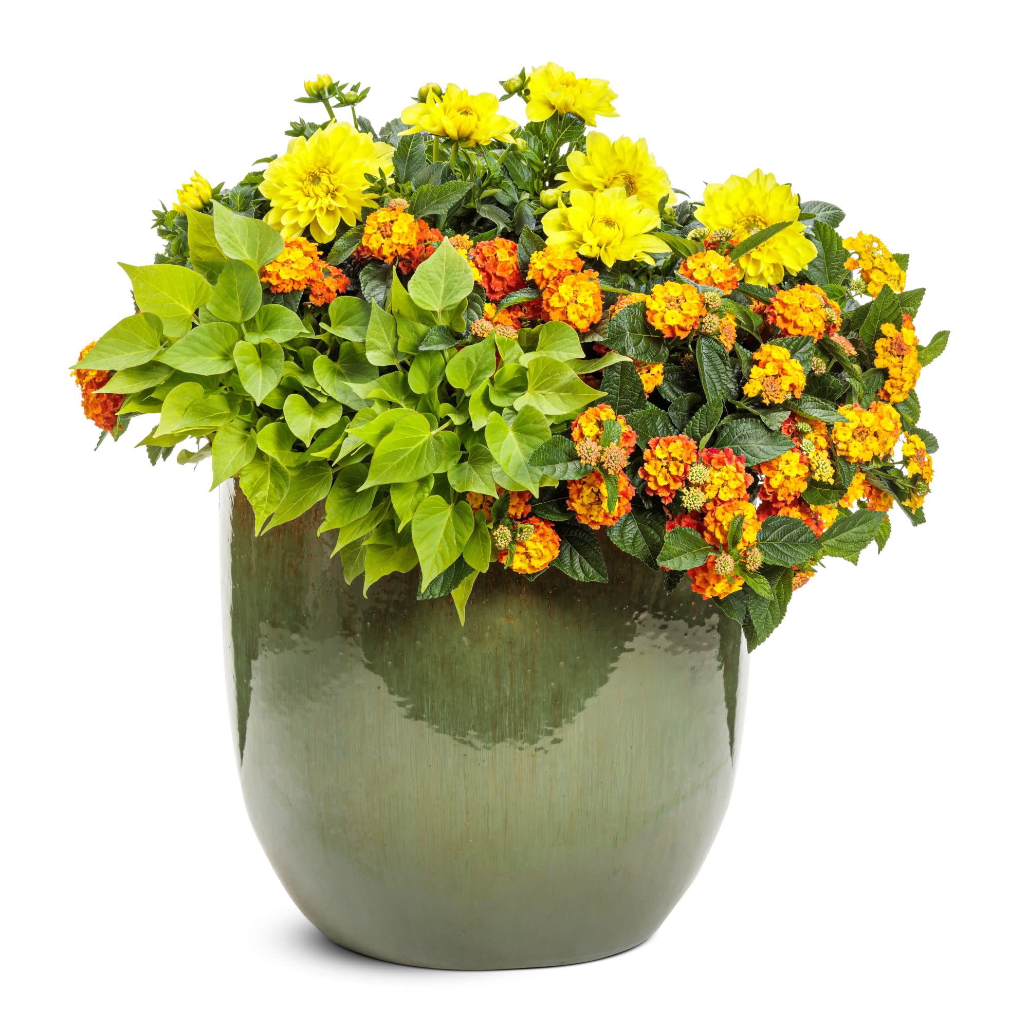 Proven Winners 8" Virtuoso Dayglo Yellow Dahlia Live Plant in 6.5" Pot