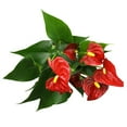 thumbnail image 3 of 12-18" Flamingo Flower, Red Anthurium | Easy Houseplant | Filtered Sun | Element by Altman Plants, 3 of 10
