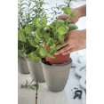 thumbnail image 3 of Keter Ivy Herbs In/Outdoor Planter/Flower Pot, Taupe, 13", 3 of 9