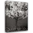 thumbnail image 1 of Vitaly Geyman 13x18 Gallery Wrapped Canvas Wall Art Titled - Maple Beauty II BandW, 1 of 4