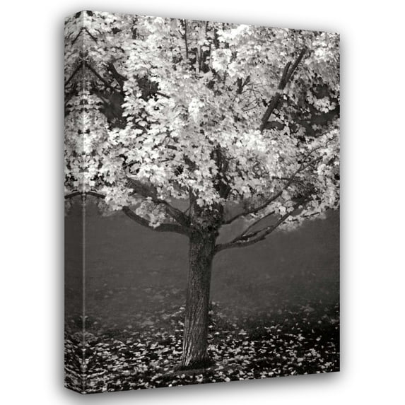 Vitaly Geyman 13x18 Gallery Wrapped Canvas Wall Art Titled - Maple Beauty II BandW