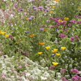 thumbnail image 3 of Mr Fothergill's Wildflower Wildlife Mix Oh Sow Simple Flower Seed Easy to Grow, 3 of 3