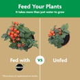 thumbnail image 5 of Miracle-Gro Water Soluble Tomato Plant Food, 3 lbs., 5 of 7