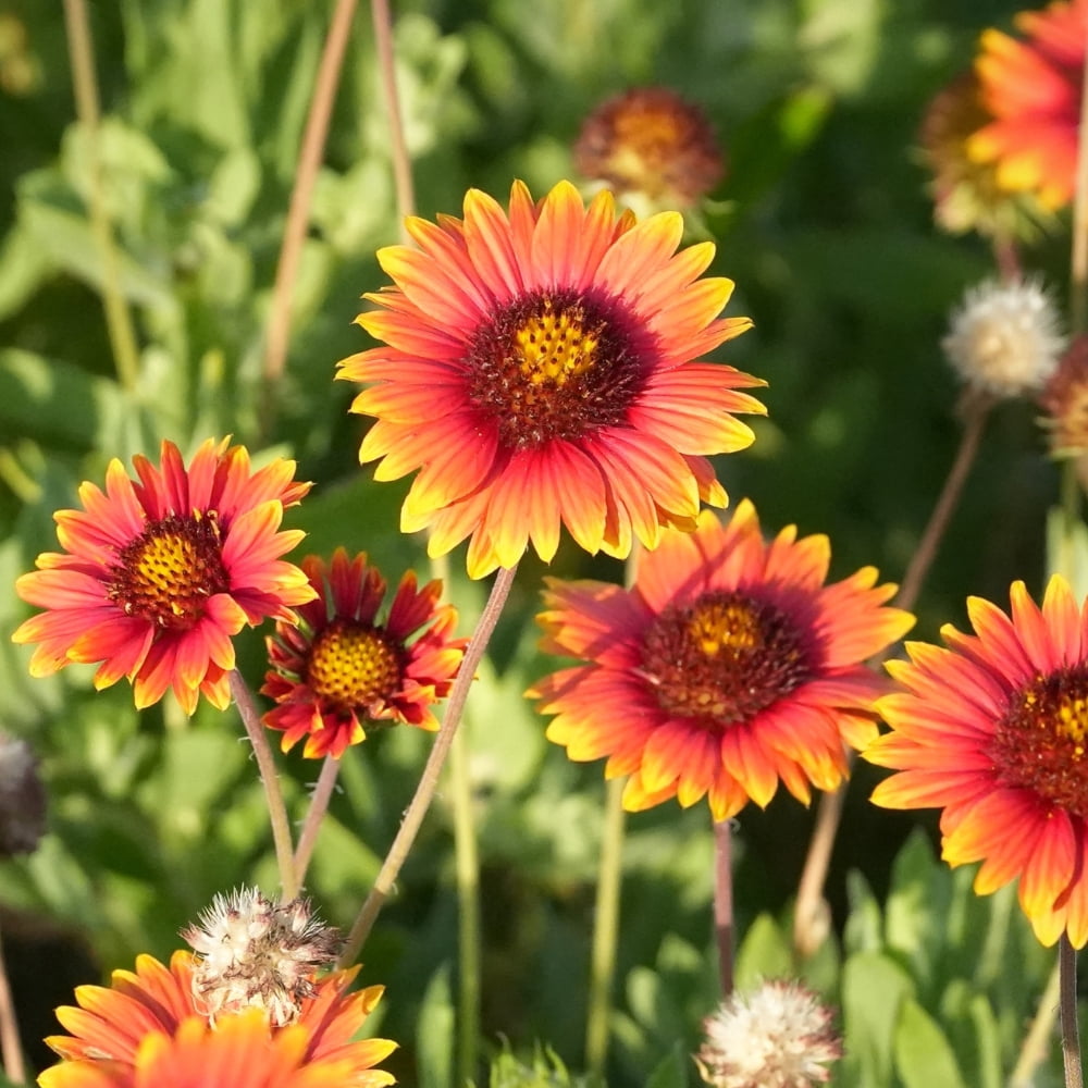 20 Seeds Gaillardia Pulchella Lorenziana Blanket Flower Indian Blanket Wildflower Pollinator Friendly Gardening Essentials