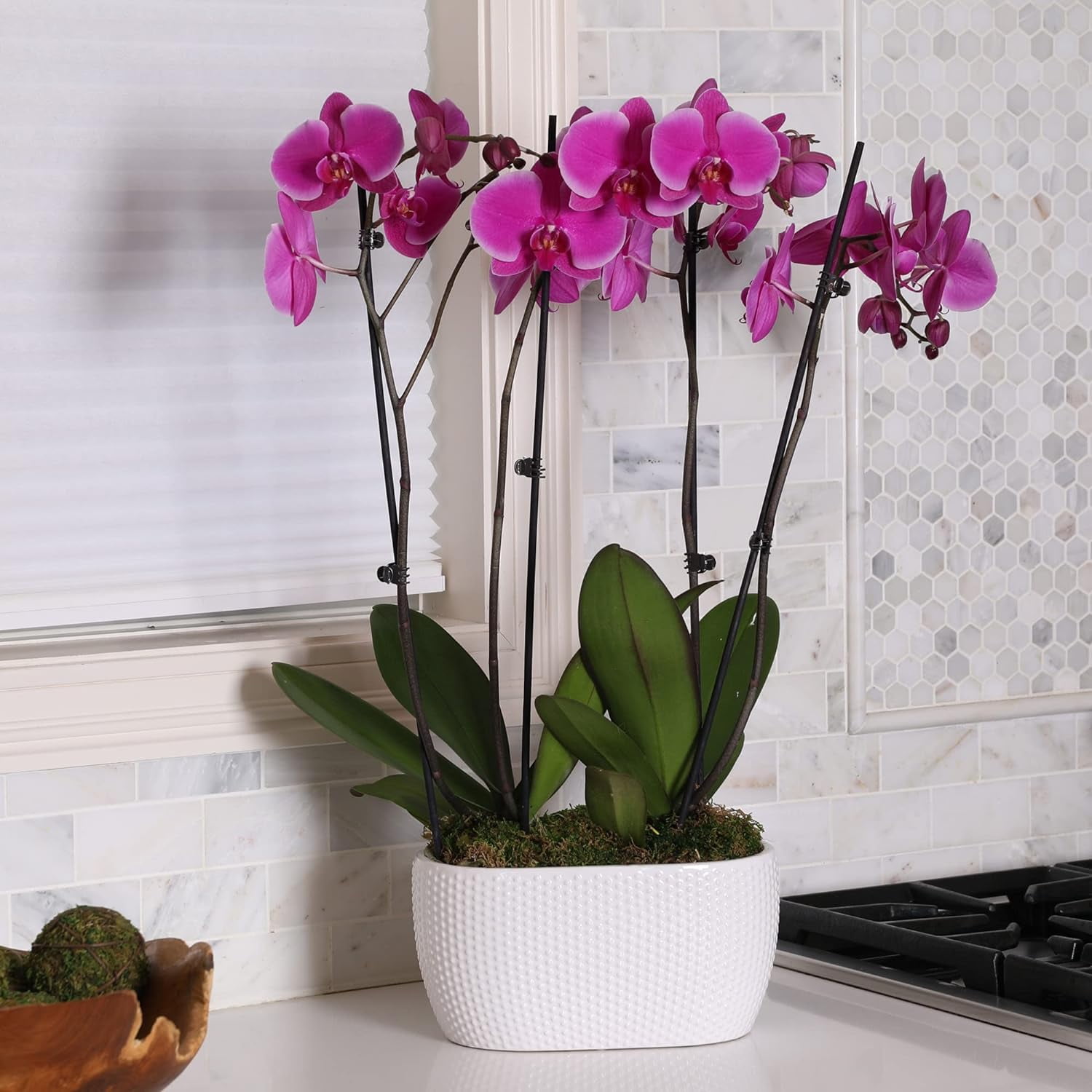 Just Add Ice 16-30" Purple Premium Orchid Duo Live Plants in 10" White Dot Ceramic Planter, House Plant