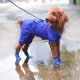 thumbnail image 5 of KAIYANG Botas de silicona para perros pequeños de colores caramelo, impermeables, antideslizantes, para lluvia (s-azul) M azul, 5 of 5