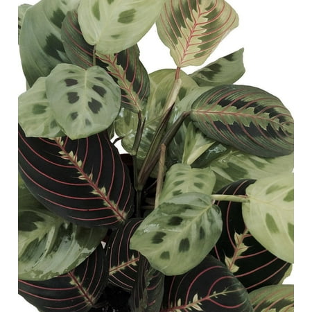 Hirt's 1 Red & 1 Green Prayer Plant - Maranta - Easy to grow - 4