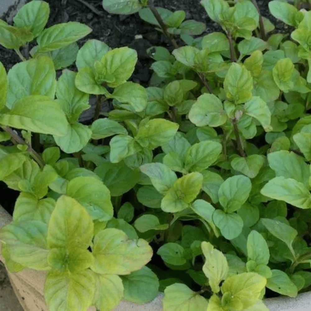 Orange Mint Plant Live, Mint Herb Plant Outdoor Indoor Garden Planting 4'' Pot