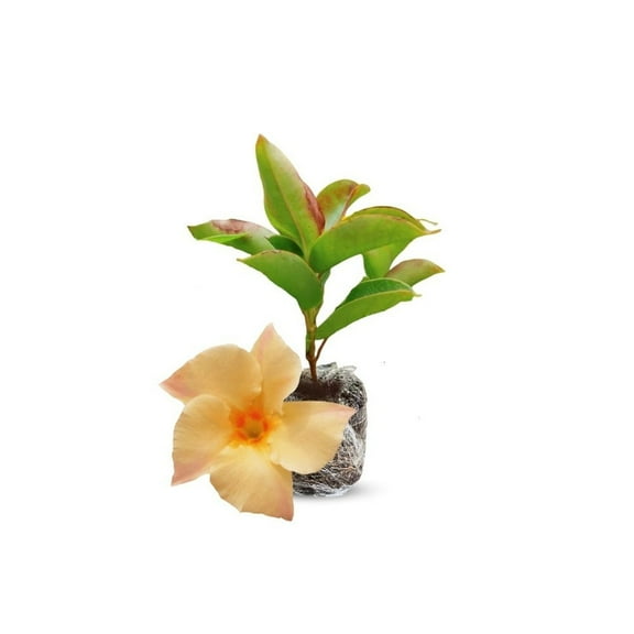 Dipladenia Apricot Plant 4-8 Inch, Apricot Blooming Dipladenia Plant Live for Gardening