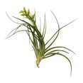 thumbnail image 1 of House Usine Usine AIR-STRICTA Stricta Tillandsia Air, 1 of 1