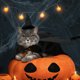 thumbnail image 5 of Perro gato disfraz murciélago alas creativo pequeño ala mascota halloween suministros, 5 of 6