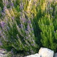 thumbnail image 5 of Set 3 Blue Rosemary Live Plants, Hardy and Fragrant Rosemary Herb Plant 4-8 Inches, Indoor Outdoor Growing, 5 of 6