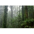 thumbnail image 2 of Rain Forest Wall Mural by Wallmonkeys Peel and Stick Graphic (36 in W x 24 in H) WM316207, 2 of 4