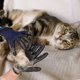 thumbnail image 2 of Par de guantes de aseo para perros y gatos, cepillos para pelo muerto, animales, guantes de aseo para perros, guante para recoger el pelo, guante de masaje para eliminar el pelo muerto, negr, 2 of 5