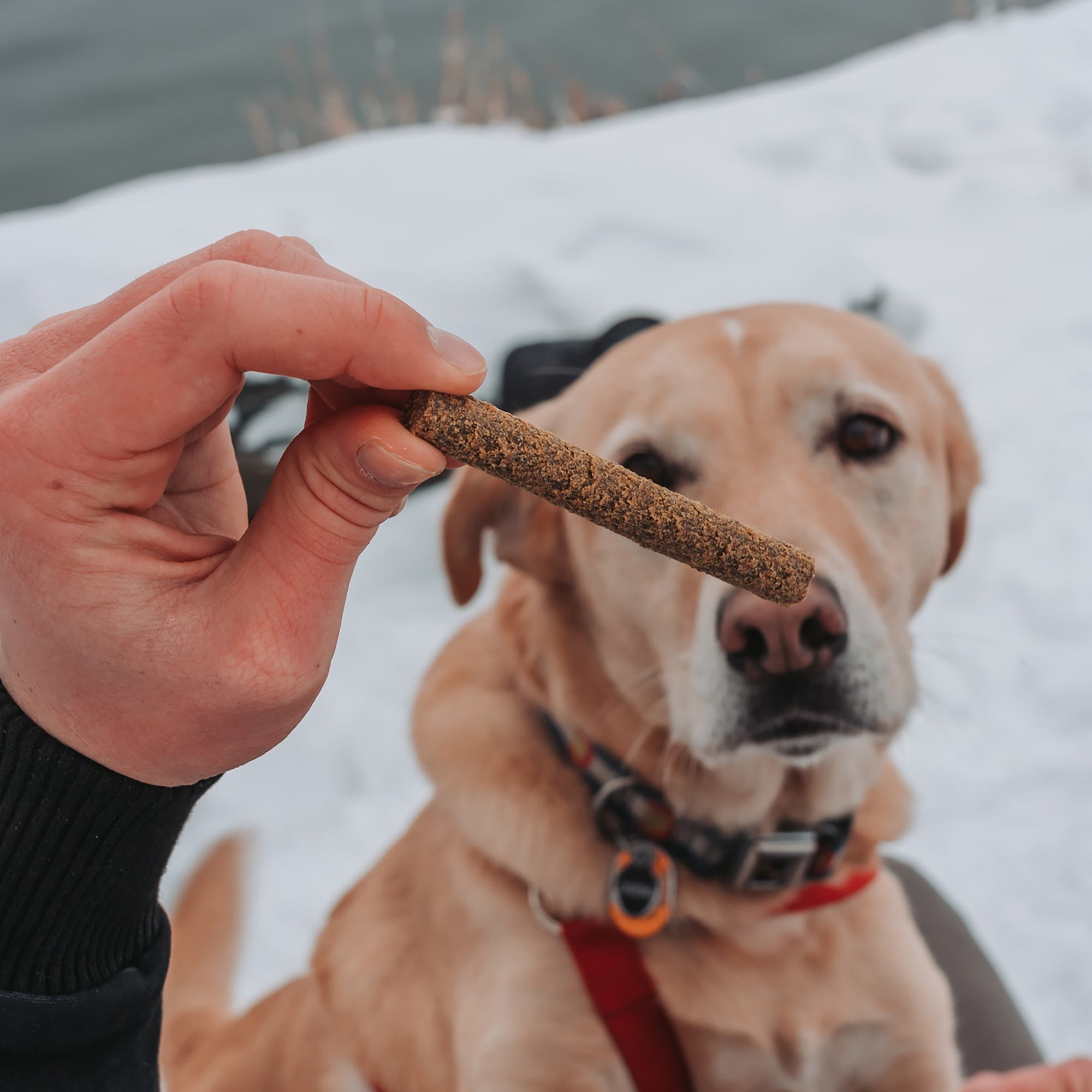 Limited Ingredient Dog Treats Dog Treat Naturals Salmon & Mango