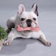 thumbnail image 4 of Tmvgtek Juguetes Para Perros Cepillo De Dientes Tpr Masticar Limpieza De Dientes Palo De Cepillado Molar Para Mascotas (Rosa) Tmvgtek Para estrenar, 4 of 6